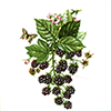 Fruit rasberries with small butterfly